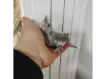 Cuccioli di pappagalli