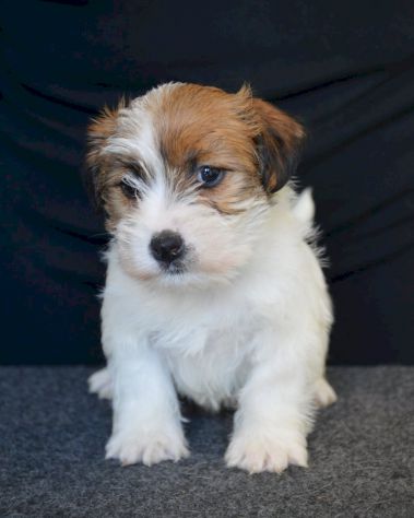 Cuccioli Jack Russell Terrier Selezionati - Foto 7