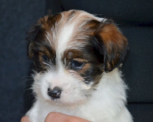 Cuccioli Jack Russell Terrier Selezionati - Foto 9